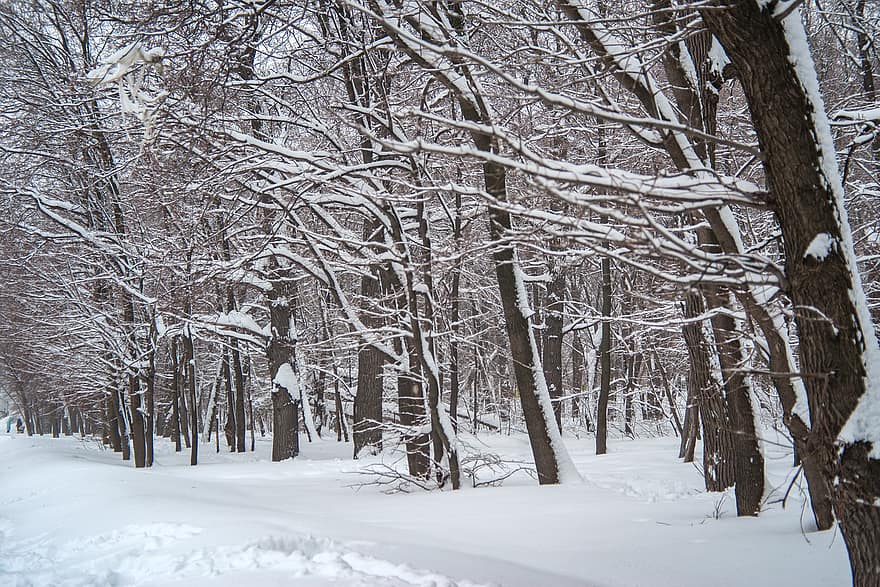 winter, sneeuw, Bos, vorst, bomen, natuur, landschap, bossen, boom, seizoen, tak