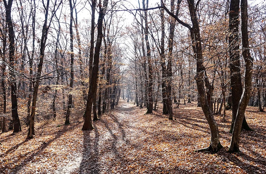 las, Natura, spadek, jesień, drzewa, szlak, odchodzi, listowie, ścieżka, krajobraz, drzewo