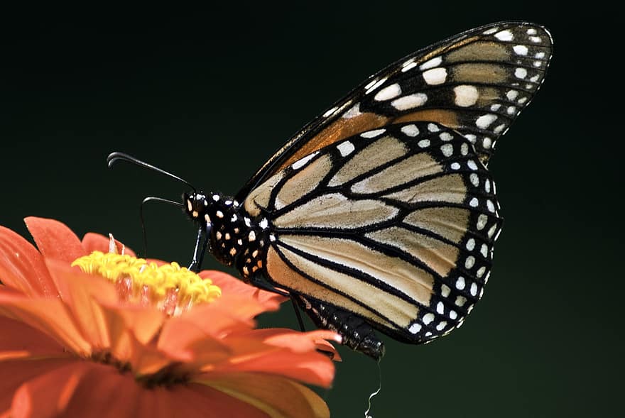 бабочка, монарх, опыление, цветок, насекомое, энтомология, цинния, природа