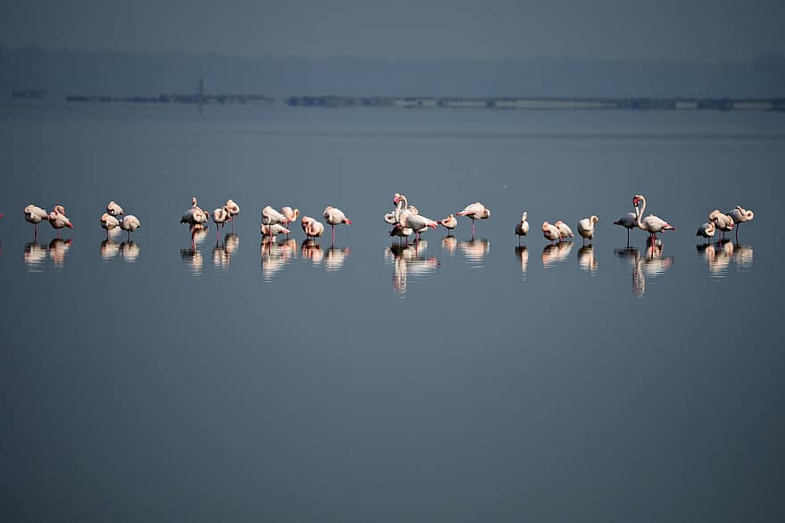 sump, flamingoer, linjer, horisont, refleks