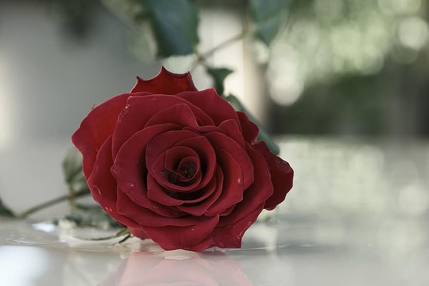 Rosa, Rosa roja, flor, flor roja, pétalos, pétalos rojos, floración, flora, pétalos de rosa, flor rosa, naturaleza