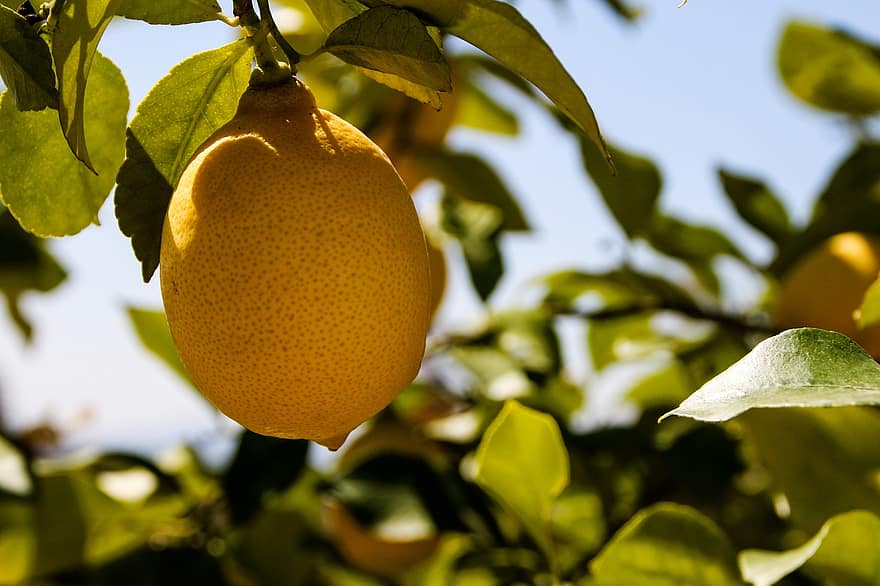 citron-, växt, träd, citronträd, löv, frukt, citrusfrukt, färsk, färsk citron, skörda, producera