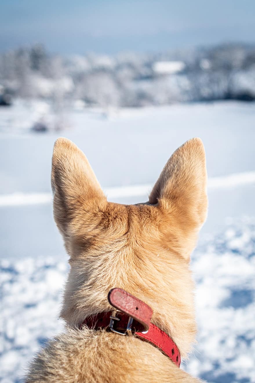пес, назад, сніг, домашня тварина, зима, зимовий, сніговий пейзаж, небо, холодний, заморожений, іній