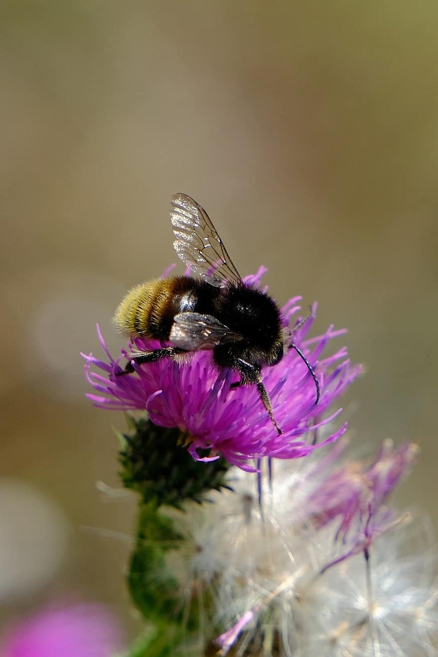 Blume, Biene, Bestäubung