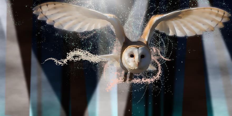 Owl, Night, Magic