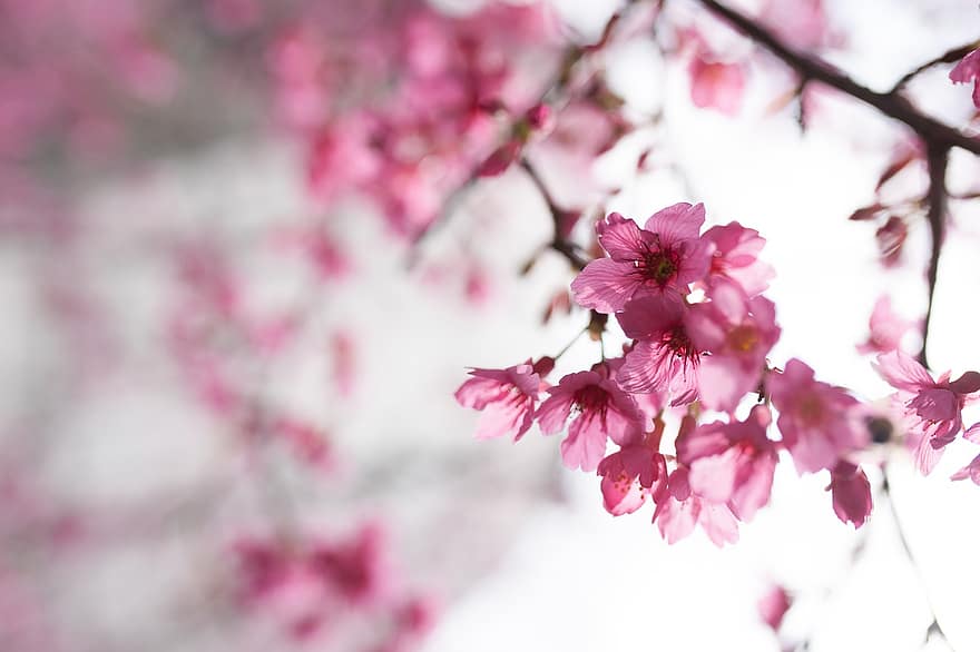 flor de cirerer, sakura, flors, pètals, branca