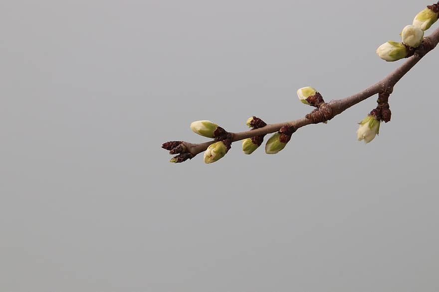 Plum Flower, Buds, Branch, Plum Blossom, Spring Flower, Spring, Tree, Plant, Nature, Closeup