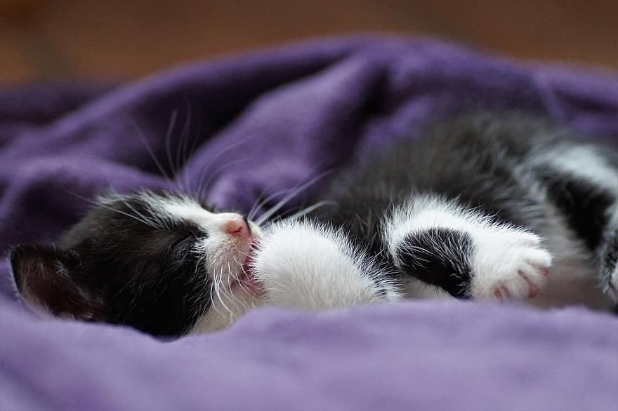 Kitten, Kitty, Cat, Pussy, Sleeping, Young Cat, Animal, Domestic Cat, Feline, Mammal, Cute