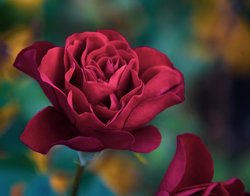 rose, rød, blomst, petals, rød rose, rød blomst, røde kronblader, Rose blader, blomstre, flora, floriculture