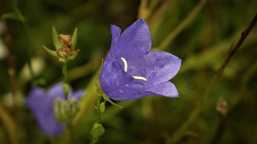 камбанка, цвете, синьо цвете, листенца, сини венчелистчета, разцвет, цвят, флора, растение, природа