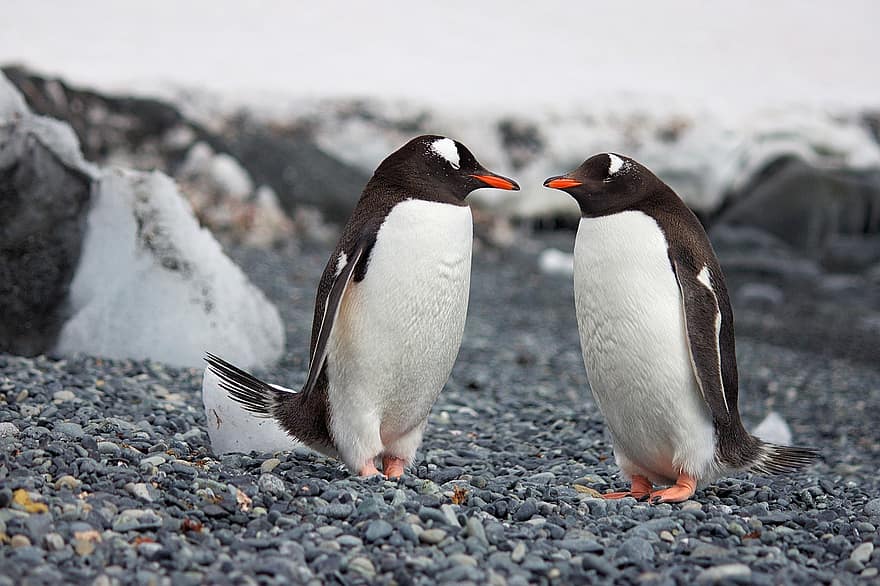 пингвин, море, остров, природа, пара, пингвины