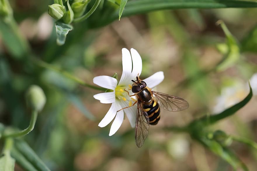 sveveflyv, insekt, pollinere, pollinering, blomst, bevinget insekt, vinger, natur, Hymenoptera, entomologi, makro