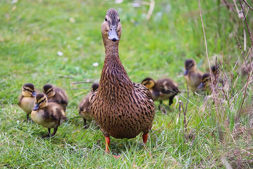 Ducks, Ducklings, Birds, Mallard, Chicks, Waterfowls, Water Birds, Aquatic Birds, Animals, Family, Feathers