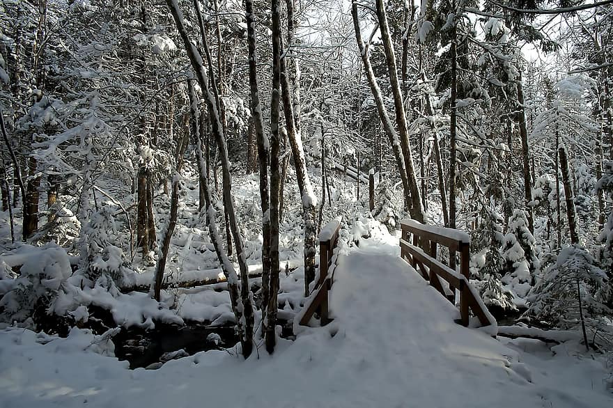 công viên chuông, mùa đông, tuyết, rừng, cây, Mùa, sương giá, phong cảnh, Nước đá, lối đi bộ, chi nhánh