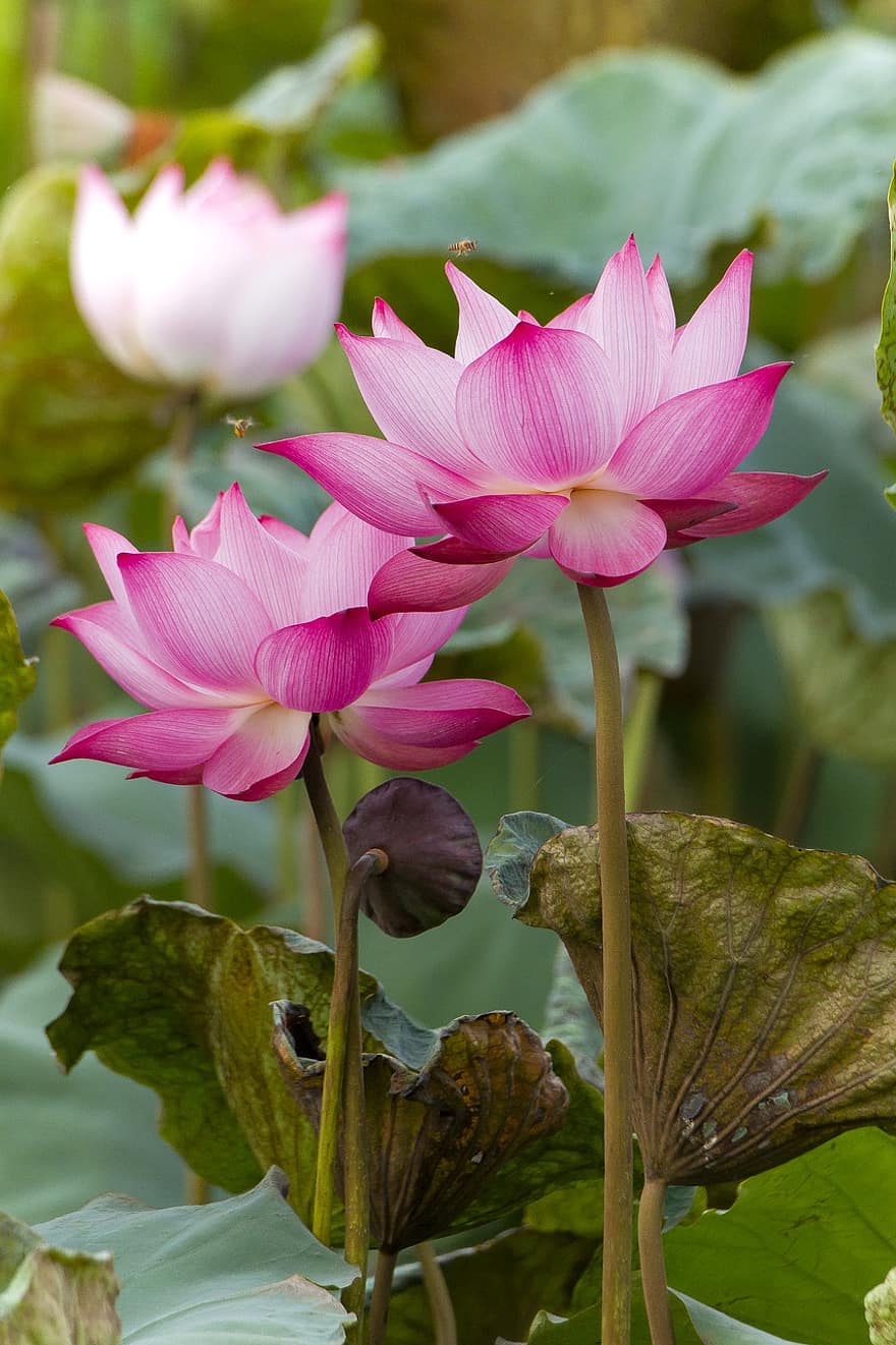 Lotus, Blumen, Blätter, Pflanze, Seerose, pinke Blumen, Lotusblumen, Lotus verlässt, blühen, Wasserpflanze, Flora