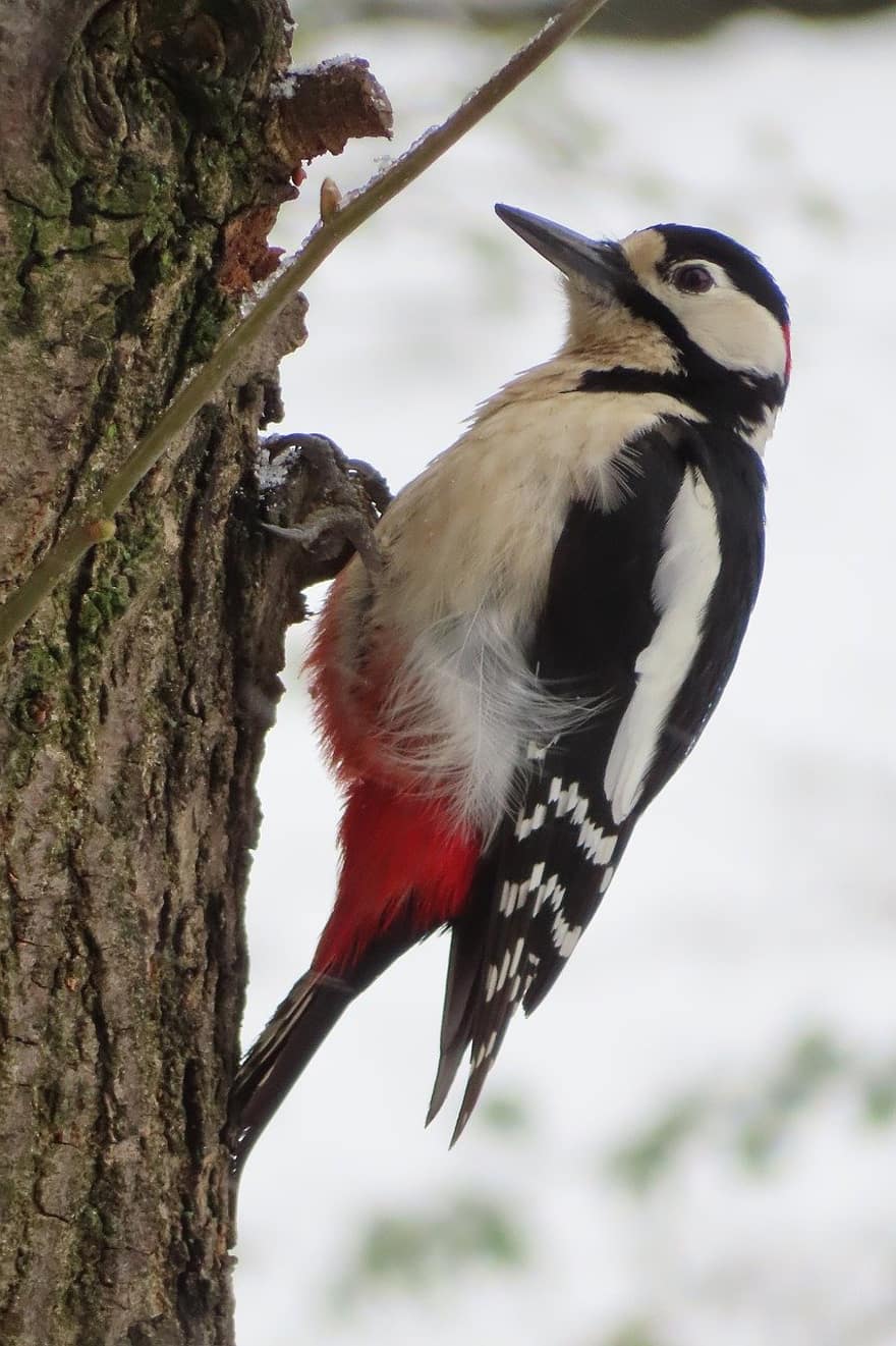 Bird, Woodpecker, Great Spotted Woodpecker, Beak, Tree Trunk, Climb