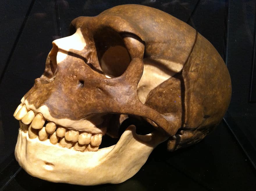 cráneo, prehistórico, esqueleto, museo, historia