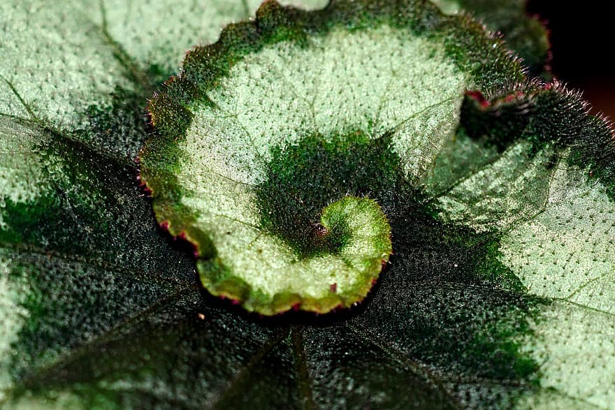 Begonia, Leaves, Plant, Painted-leaf Begonia, Spiral, Ornamental, Decoration, Colored Leaves, Nature, leaf, close-up