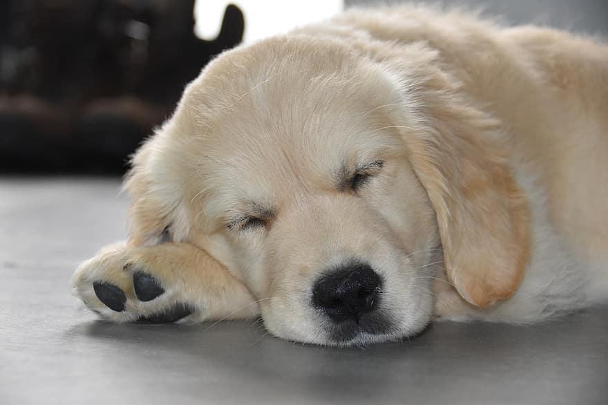 Голдън Ретривър, куче, спящо куче, кученце, животно, кучешки, сладък, домашни любимци, чистокръвно куче, порода ловджийско куче, домашни животни