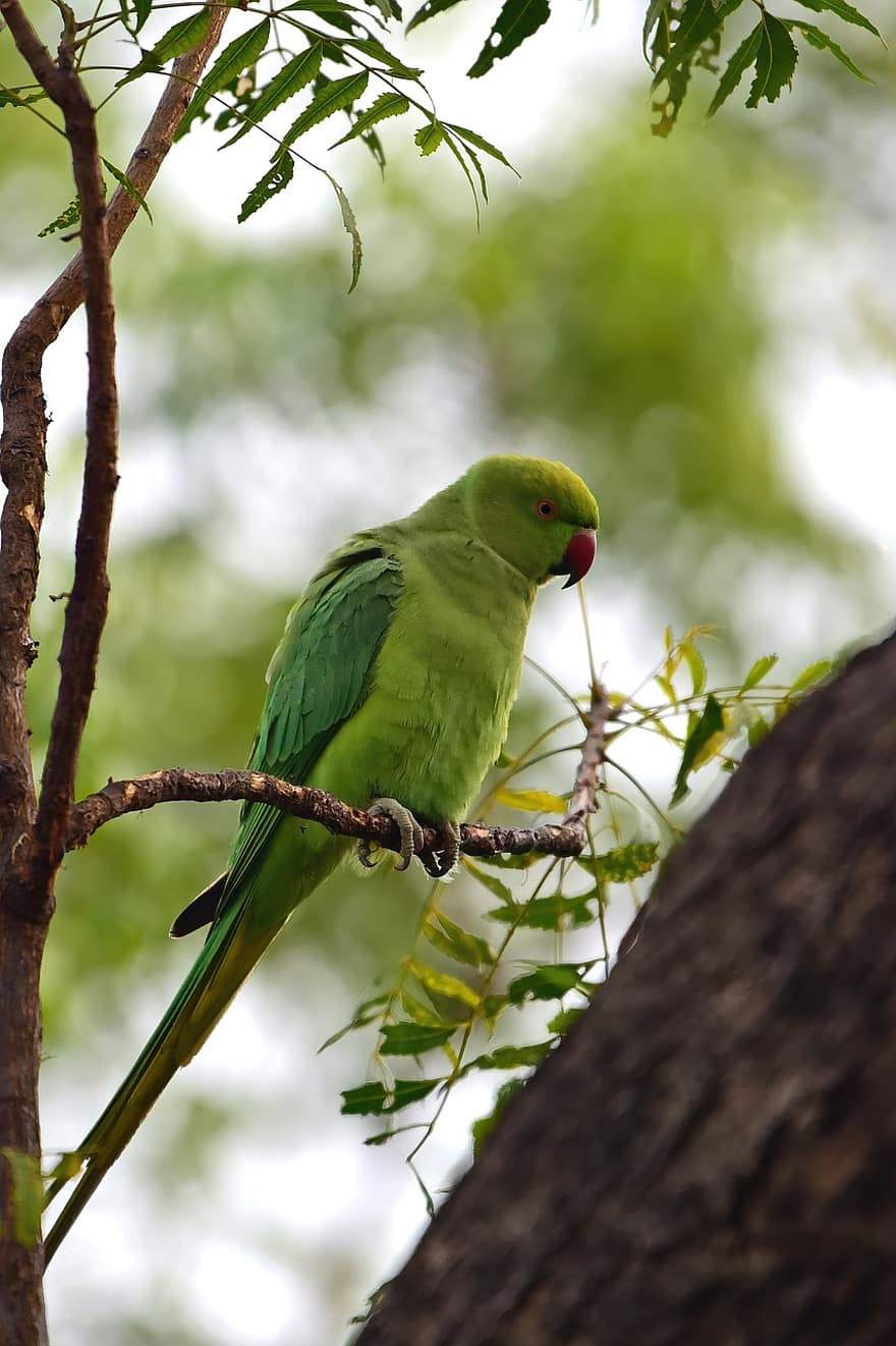 Parakeet, Bird, Branch, Perched, Animal, Wildlife, Parrot, Tropical, Fauna, Closeup, Green