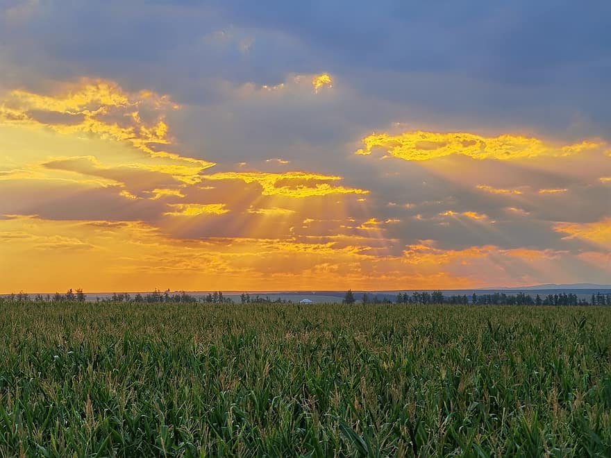 Field, Farm, Sunset, Sunlight, Clouds, Sun Rays, Dusk, Crop, Cropland, Farmland, Landscape