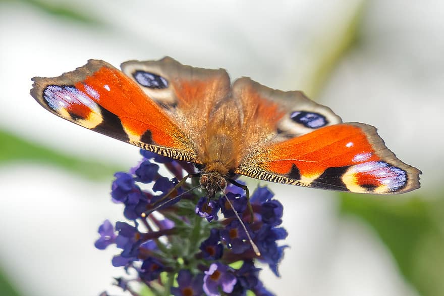mariposa pavo real, polinización, insecto, naturaleza, de cerca, mariposa, multi color, macro, flor, verano, color verde