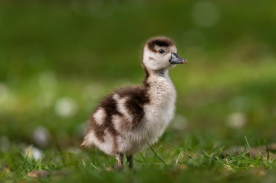 gosling, gås, egyptisk gås, fågel, äng, hatchling, gräs, bebis, ung, avian, vilda djur och växter