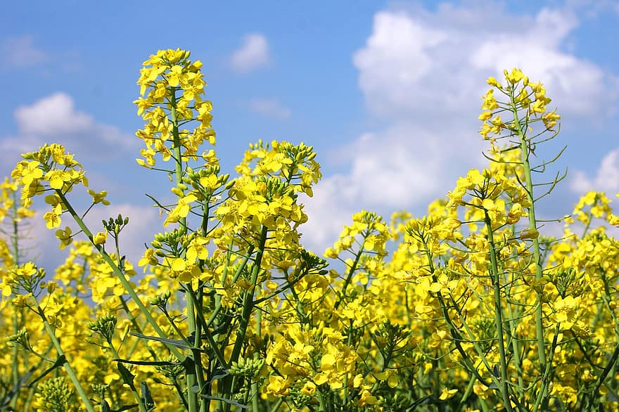Hiếp dâm hạt giống dầu, màu vàng, những bông hoa, mùa hè, cây, hiếp dâm hạt có dầu, màu xanh lục, cảnh nông thôn, nông nghiệp, bông hoa, mùa xuân
