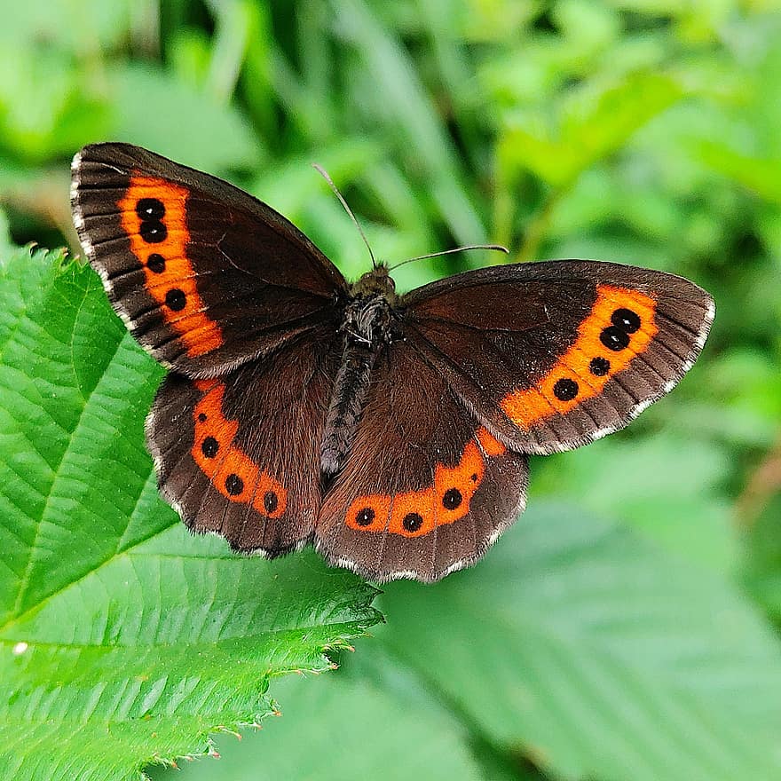 метелик, комаха, крилате комаха, крила метелика, фауна, природи, впритул, метелики, edelfalter