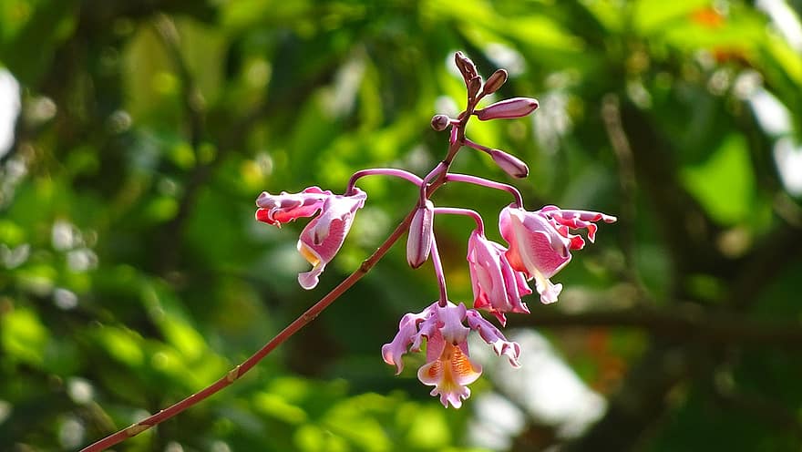 orkidea, kukat, kasvi, vaaleanpunainen orkidea, vaaleanpunaiset kukat, silmut, terälehdet, kukinta, luonto