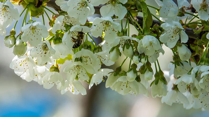 floare de cires, flori, albină, albina, insectă, polenizare, primăvară, inflori, ramură, copac, natură