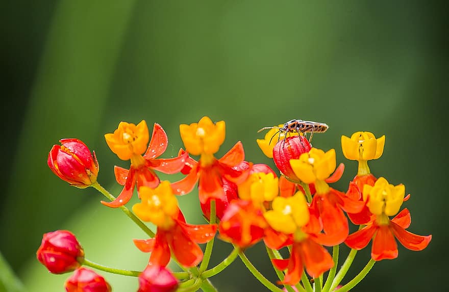 böcek, entomoloji, Türler, makro, yaban hayatı, kapatmak, çiçek, bitki, yaz, yeşil renk, Sarı
