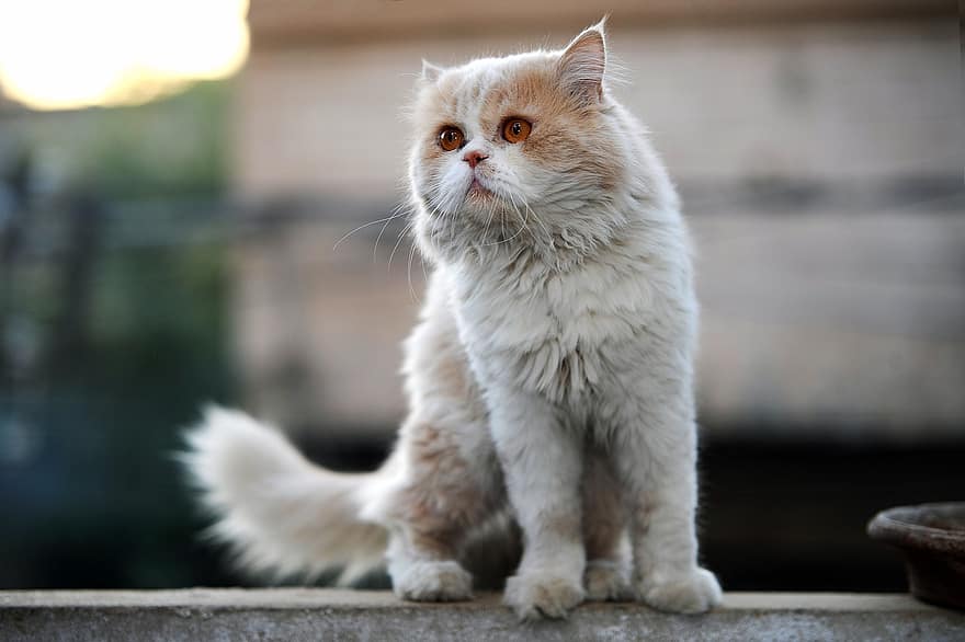 페르시아 고양이, 고양이, 착한 애, 고양이 새끼, 동물, 하인, 고양이 같은, 포유 동물, 귀엽다, 모피, 애완 동물