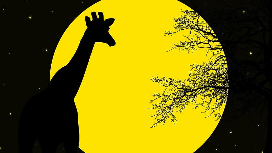 giraf, nat, ødemark, mørke, himmel, sort, dyr, natur, måne