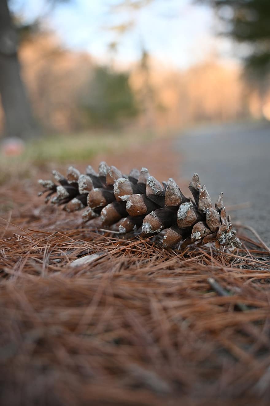 Pine Cone, Ground, Fall, Autumn, Conifer Cone, Natural, Forest, Nature
