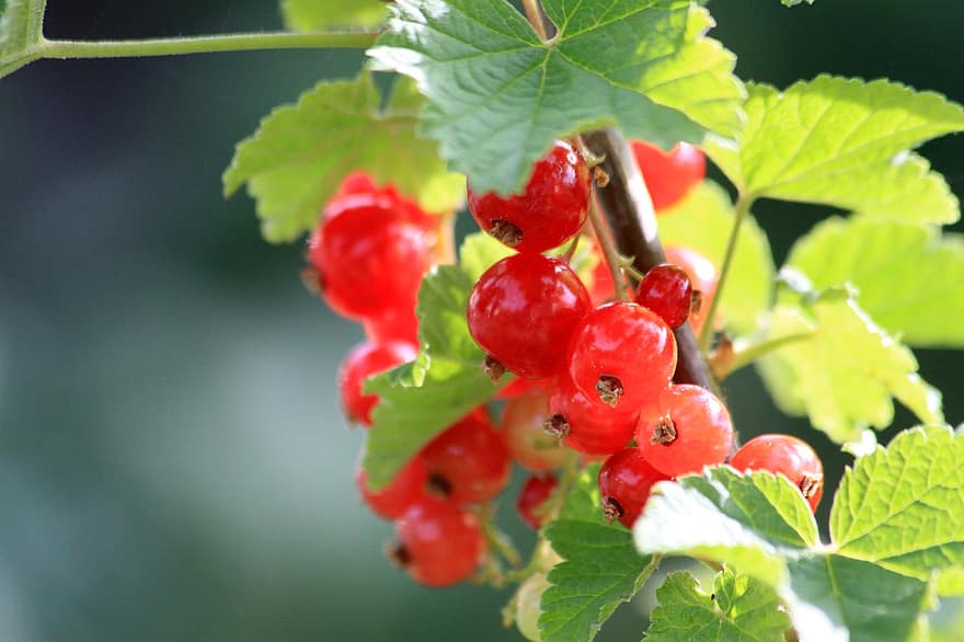 Red Berries, Currants, leaf, fruit, freshness, close-up, summer, green color, plant, ripe, food