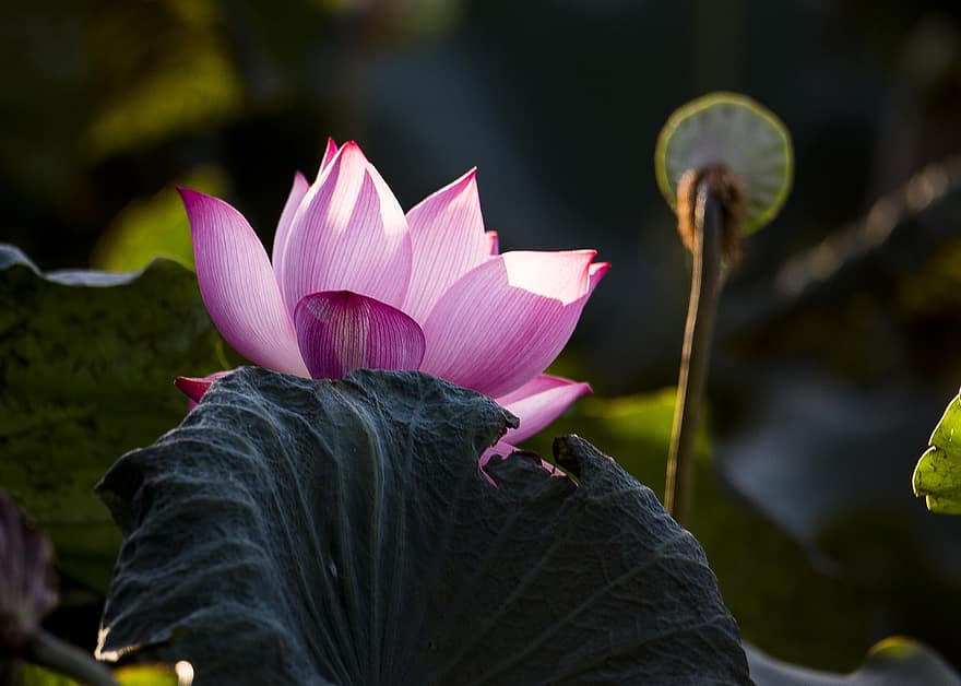 Lotus, Flower, Lotus Flower, Pink Flower, Petals, Pink Petals, Bloom, Blossom, Aquatic Plant, Flora
