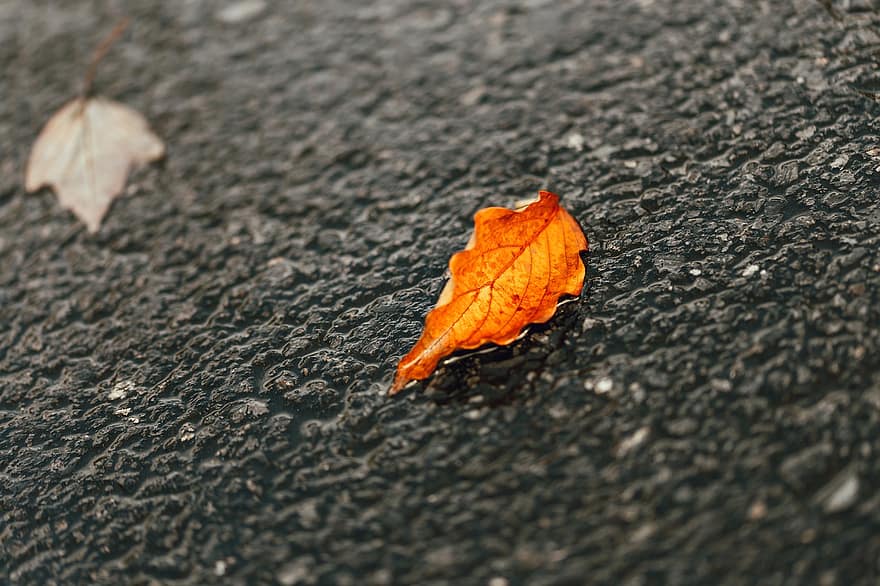 падать, лист, мостовая, осень, апельсиновый лист, земля, мокрый