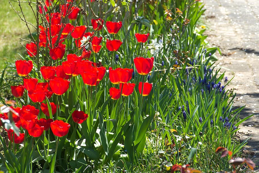 bloem, tulpen, natuur, planten, de lente, seizoensgebonden, tuin-, groene kleur, fabriek, lente, zomer