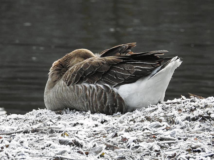 greylag goose, ห่าน, ห่านป่า, นกน้ำ, ไหล, ฤดูหนาว, คราบนำ้ค้างแข็ง