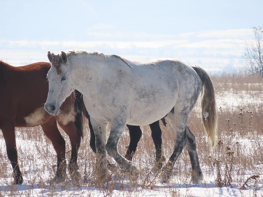 paarden, ruiter, veld-, weide, sneeuw, berg-, dieren in het wild, wild, Chuy Valley, dier, wit paard