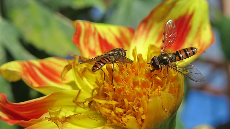 vznášet se létat, hmyz, Fly stojící, vrčení, Dvoukřídlý, květ, detail, včela, žlutá, letní, rostlina