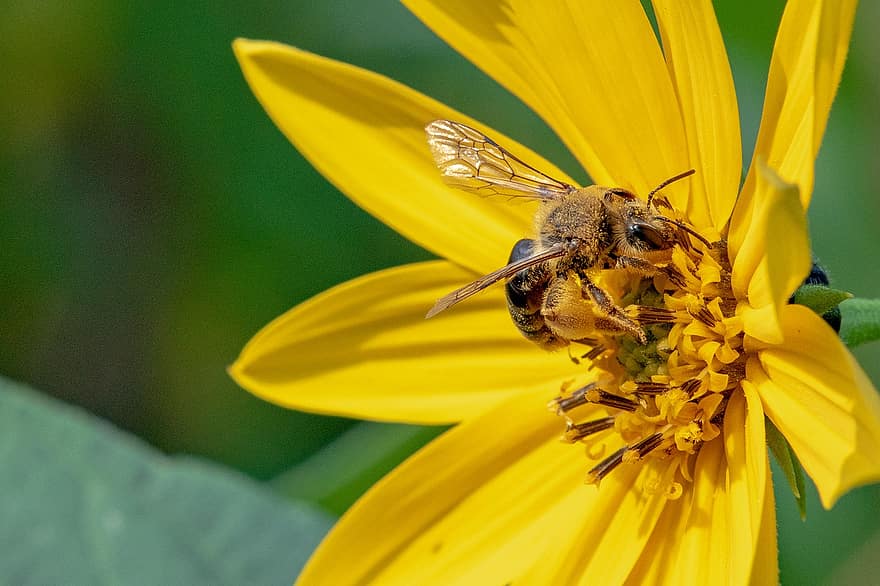 albină, polen, poleniza, polenizare, floare galbenă, floare, galben petale, insectă, entomologie, a inflori, inflori