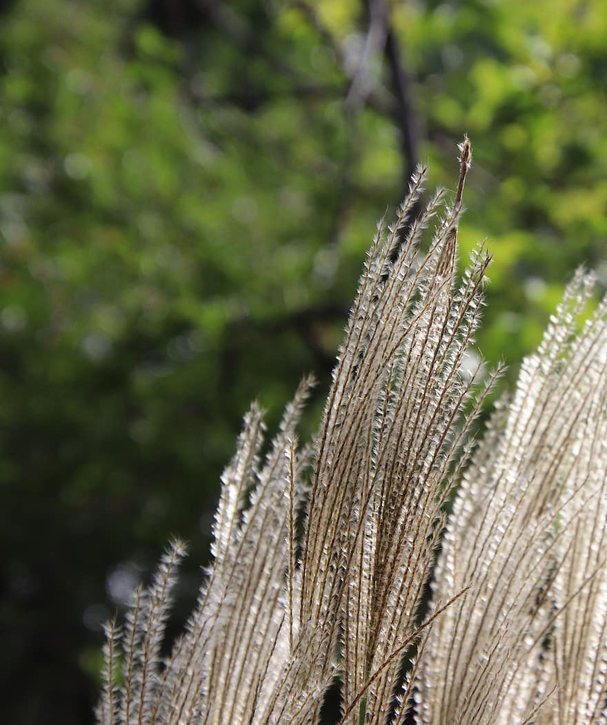 Silvergrass, flora, roślina, botanika, miskant, Amur Silvergrass, Miscanthus Sacchariflorus