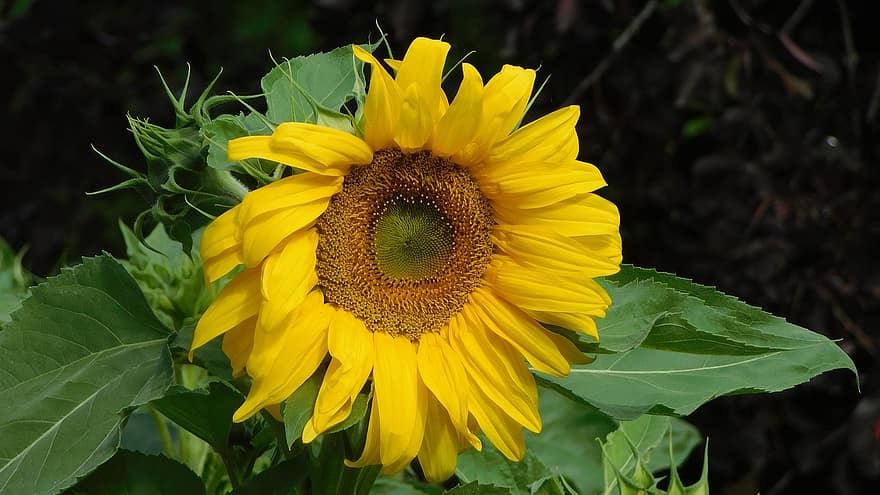 Sunflower, Nature, Yellow, Pattern, Blooming, Flora, Green, Leaves