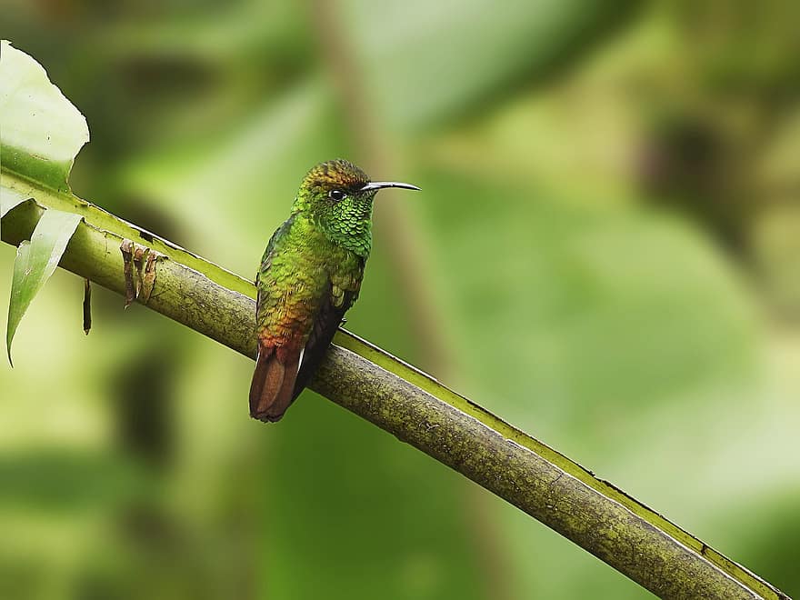 kolibri, fugl, dyr, Coppery Headed Emerald, dyreliv, fauna, ødemark, natur, jungle
