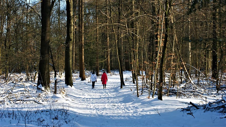 sneeuw, Bos, mensen, paar-, bossen, bomen, kale bomen, sneeuw bos, lopen, wandelen, natuur