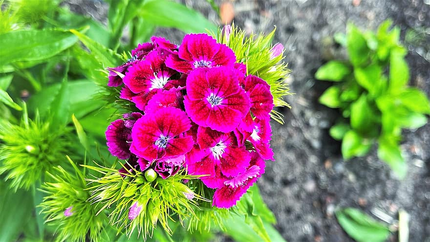 Sweet William, Flowers, Plant, Leaves, Pink Flowers, Petals, Bloom, Blossom, Nature