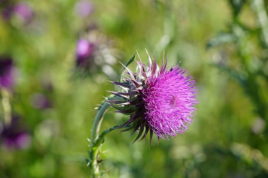 Thistle, Meadow, Wildflowers, Nature, Summer, Asteraceae, Violet, Composites, Close Up, Botany, Bright