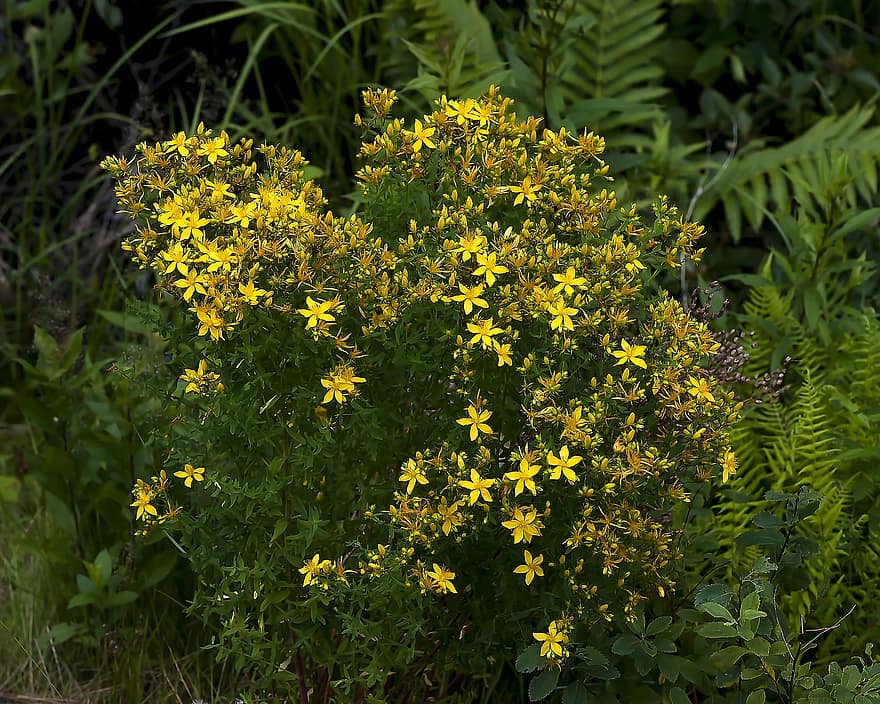 st john's wort, bunga-bunga, bunga kuning, kelopak, kelopak kuning, berkembang, mekar, flora, bunga liar, alam, kuning